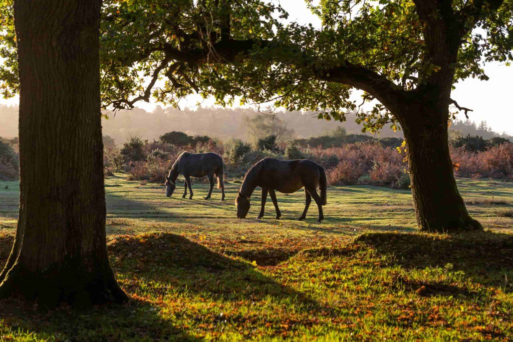 Two horses graze on green grass in a sunlit meadow, surrounded by trees and shrubs. Sunlight filters through the branches, casting shadows on the ground.