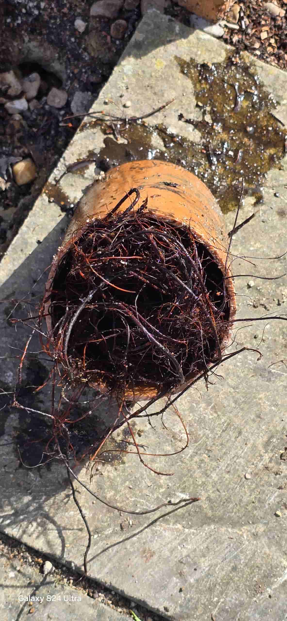 A terracotta plant pot lying on its side with dense, tangled dark roots spilling out onto a stone surface, suggesting the plant is rootbound. Some water and pebbles are visible nearby.